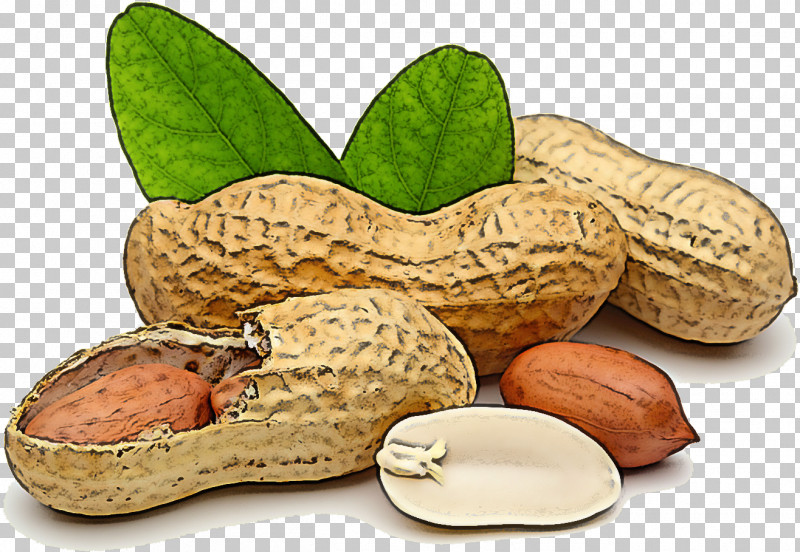 Peanut Plant Legume Nut Rock PNG, Clipart, Food, Legume, Nut, Peanut, Perennial Plant Free PNG Download
