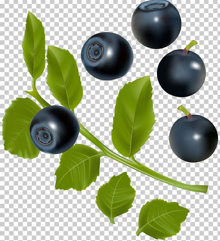 Blueberry Blackberry Illustration PNG, Clipart, Axe7axed Palm, Berry, Bilberry, Blueberries, Blueberry Bush Free PNG Download