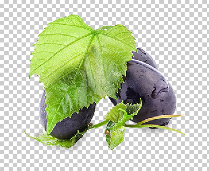 Common Grape Vine Wine Grape Leaves Leaf PNG, Clipart, Common Grape Vine, Dark, Food Drinks, Fruit, Grape Free PNG Download