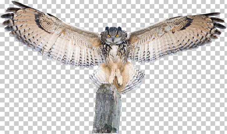 Owl Bird Of Prey Hawk Buzzard PNG, Clipart, Animal, Animals, Beak, Bird, Bird Of Prey Free PNG Download