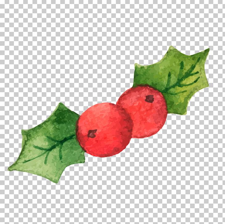 Common Holly Christmas Illustration PNG, Clipart, Aquifoliaceae, Christmas Ball, Christmas Decoration, Christmas Frame, Christmas Lights Free PNG Download