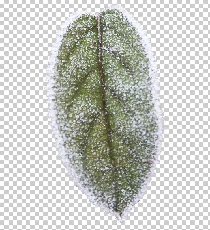 Leaf Tree PNG, Clipart, Grass, Leaf, Organism, Tree Free PNG Download