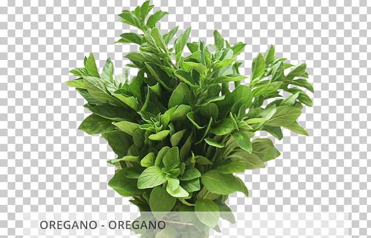 Spring Greens Herbalism Basil Leaf PNG, Clipart, Basil, Fines Herbes, Flowerpot, Herb, Herbal Free PNG Download