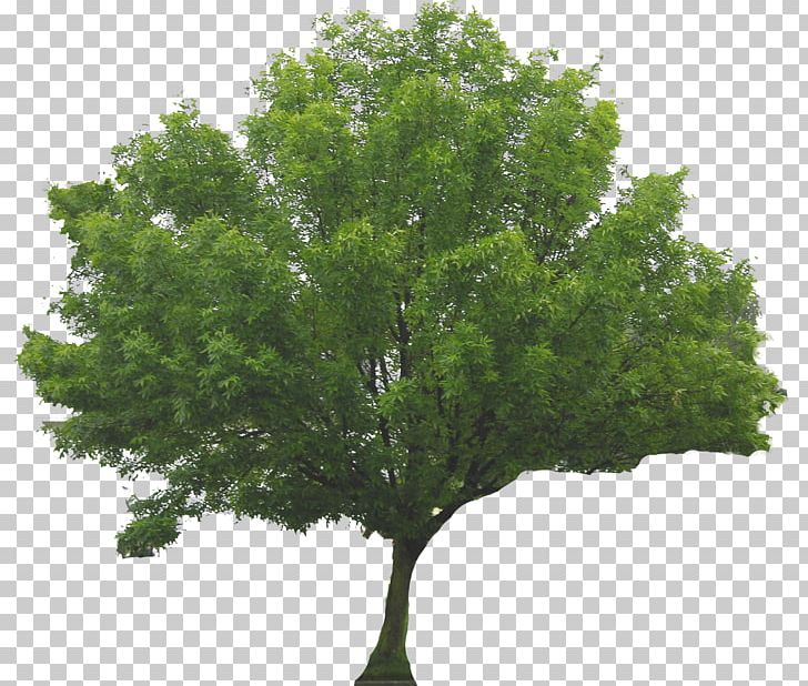 Tree Shrub Branch PNG, Clipart, Branch, Conifers, Deciduous, Deviantart, Evergreen Free PNG Download