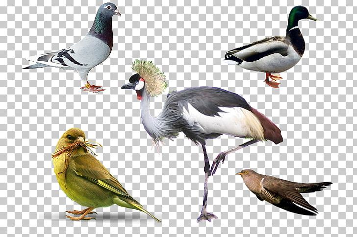 Bird Grey Crowned Crane PNG, Clipart, Animal, Animals, Beak, Bird, Coco Free PNG Download