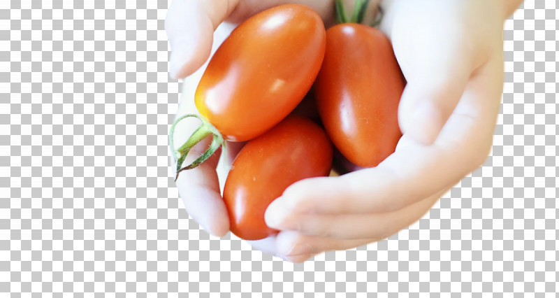 Tomato PNG, Clipart, Bean, Bell Pepper, Farm, Fruit, Ingredient Free PNG Download
