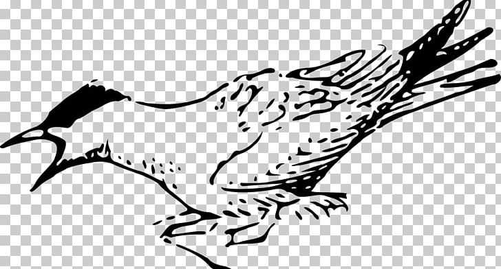 Arctic Tern Bird Terns PNG, Clipart, Animals, Arctic, Arctic Tern, Art, Artwork Free PNG Download