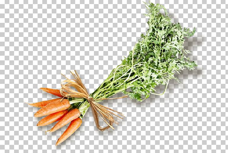 Carrot Moroccan Cuisine Vegetable PNG, Clipart, Baby Carrot, Bunch, Bunch Of Carrots, Bunch Of Flowers, Carrot Free PNG Download