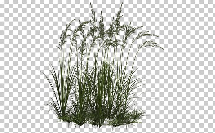 Computer Icons Ornamental Grass PNG, Clipart, Alpha Compositing, Branch, Clipart, Clip Art, Collection Free PNG Download