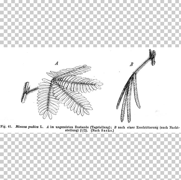 Mimosa Pudica Plant Acacia Dealbata Chronobiology Nyctinasty PNG, Clipart, Acacia Dealbata, Angle, Biologist, Biology, Black And White Free PNG Download