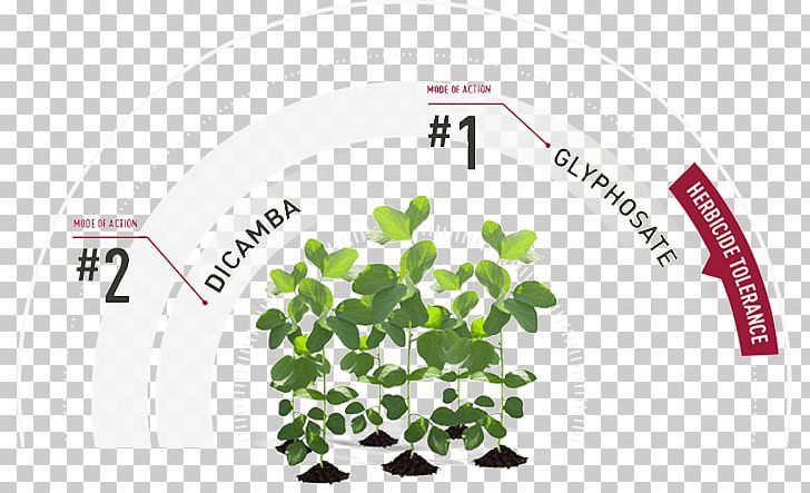 Roundup Ready Herbicide Genetically Modified Soybean Glyphosate PNG, Clipart, Alfalfa, Asgrow Seed Co Llc, Brand, Dicamba, Genetically Modified Soybean Free PNG Download