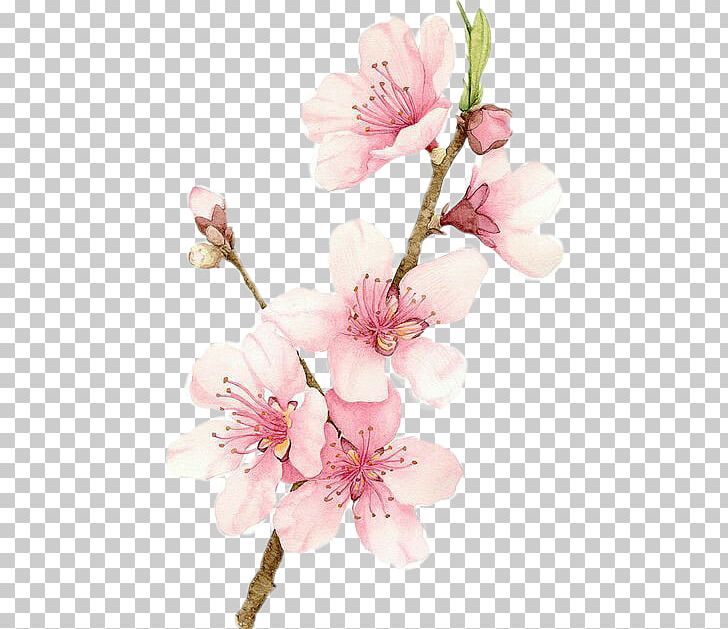 Cherry Blossom Watercolor Painting Drawing PNG, Clipart, Art, Blossom, Branch, Cherry, Cherry Blossom Free PNG Download