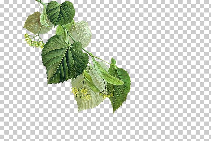 Herb Mint Lemon Balm Cheeses PNG, Clipart, Branch, German Chamomile, Herb, Herbalism, Leaf Free PNG Download