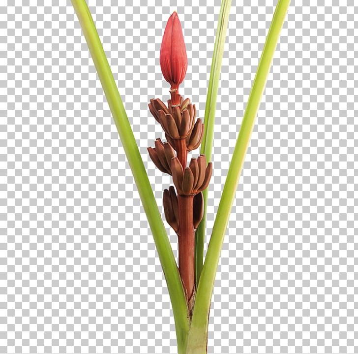 Musa Ornata Bird Of Paradise Flower Lobster-claws Cooking Banana PNG, Clipart, Banana, Bird Of Paradise Flower, Bud, Canna, Commodity Free PNG Download