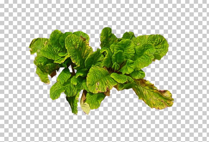 Spring Greens Leaf Plant PNG, Clipart, Backgroun, Deviantart, Food Drinks, Fruits, Fruits And Vegetables Free PNG Download
