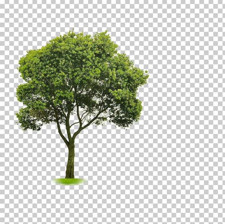 Choosing Small Trees PNG, Clipart, 3d Computer Graphics, Alpha Compositing, Architectural Rendering, Branch, Choosing Small Trees Free PNG Download