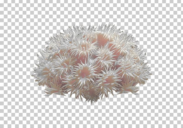 Coral Reef Deep-water Coral Sea Anemone PNG, Clipart, Alcyonacea, Aquatic Plants, Coral, Coral Reef, Coral Sea Free PNG Download