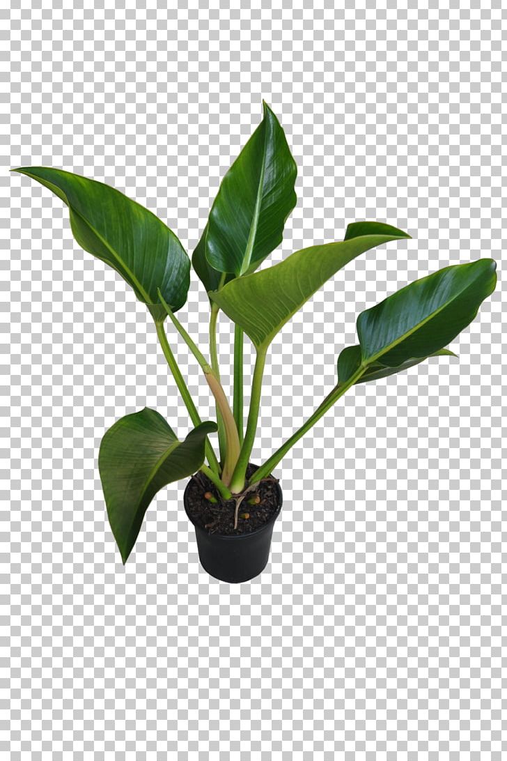 Chlorophytum Comosum Houseplant Philodendron Leaf PNG, Clipart, Alpinia Zerumbet, Cataphyll, Chlorophytum, Chlorophytum Comosum, Common Ivy Free PNG Download