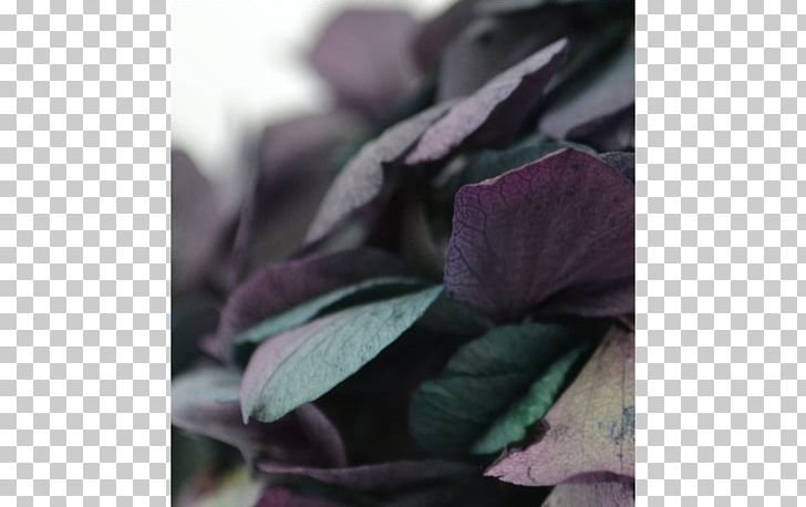 Close-up PNG, Clipart, Closeup, Others, Petal, Plant, Purple Free PNG Download