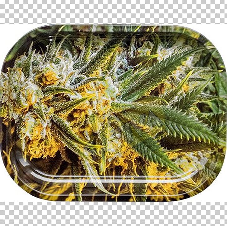 Hemp Cannabis Head Shop Cannabidiol Herb Grinder PNG, Clipart, 420 Day, Brass, Cannabidiol, Cannabis, Cannabis Shop Free PNG Download
