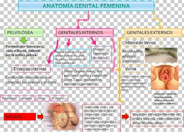 Web Page Obstetrics And Gynaecology Childbirth Postpartum Period PNG, Clipart, Blog, Childbirth, Gynaecology, Joint, Line Free PNG Download