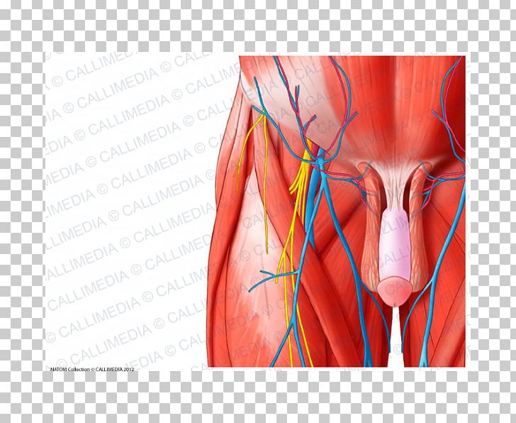 Hip Cremaster Muscle Muscular System Anatomy PNG, Clipart, Abdomen, Anatomy, Arm, Blood Vessel, Cremaster Muscle Free PNG Download