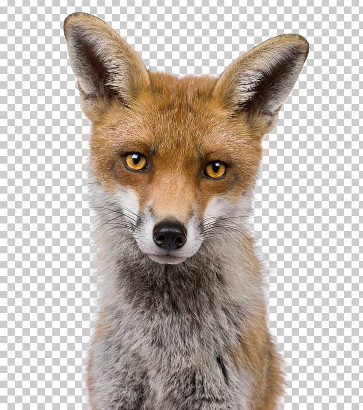 Red Fox Kit Fox Head Shot Stock Photography PNG, Clipart, Animals, Closeup, Dog Like Mammal, Fauna, Fox Free PNG Download