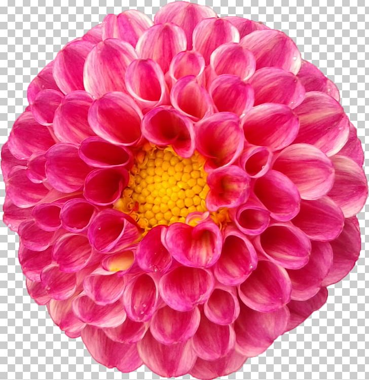 Dahlia Flower Seed Daisy Family PNG, Clipart, Annual Plant, Chrysanths, Cut Flowers, Dahlia, Daisy Family Free PNG Download