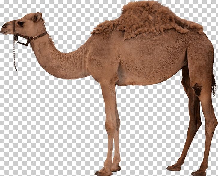 Dromedary Bactrian Camel PNG, Clipart, Animal, Animals, Arabian Camel, Camel, Camel Like Mammal Free PNG Download