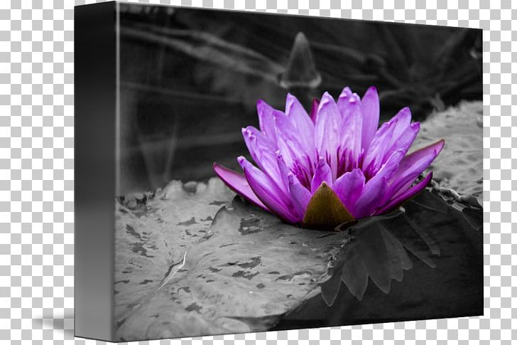 Lilium Violet Petal Flower PNG, Clipart, Black, Black And White, Computer Icons, Flora, Flower Free PNG Download