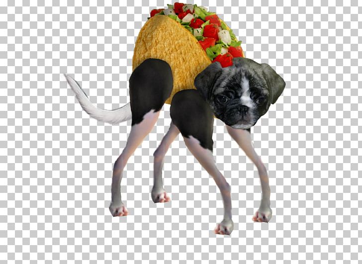 Taco Doge Puppy PNG, Clipart, Carnivora, Carnivoran, Deviantart, Digital Art, Dog Free PNG Download