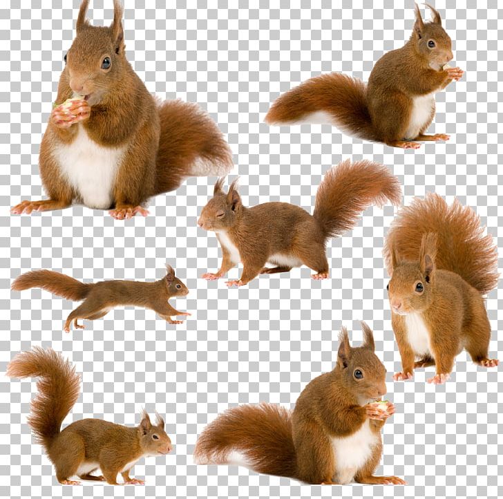 Tree Squirrels Red Squirrel Animal PNG, Clipart, Animals, Brown, Brown Squirrel, Creative Ads, Creative Artwork Free PNG Download