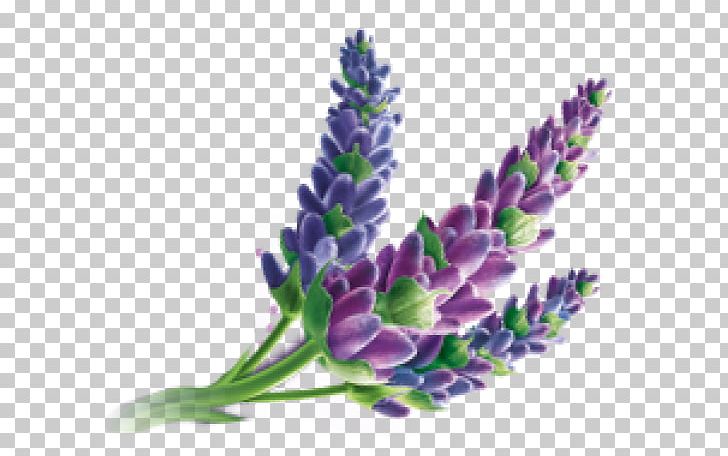 English Lavender Oil Massage Downy PNG, Clipart, Abuse, Downy, English Lavender, Essential, Essential Oil Free PNG Download