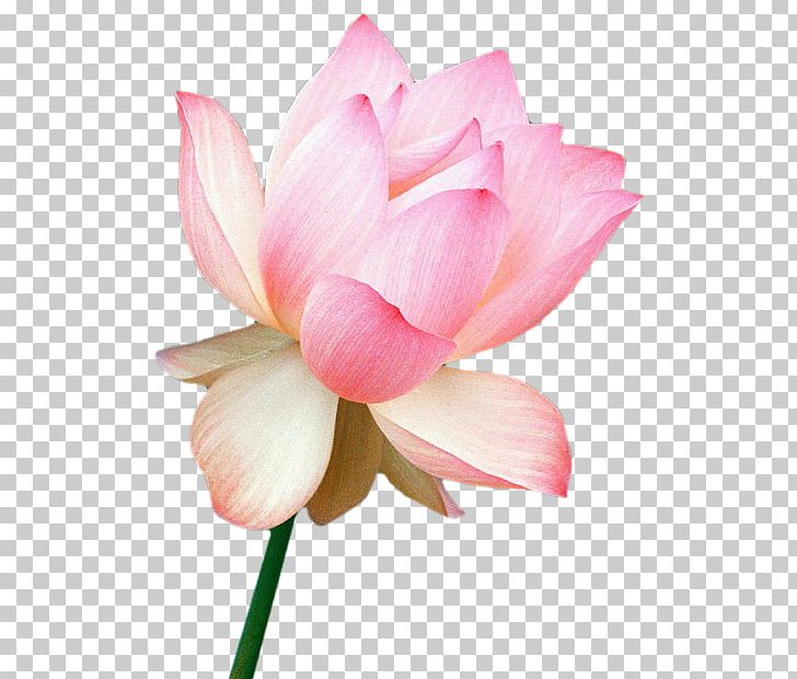 Nelumbo Nucifera Flower India Floral Emblem Water Lily PNG, Clipart, Aquatic Plant, Aquatic Plants, Blossom, Desktop Wallpaper, Flower Free PNG Download