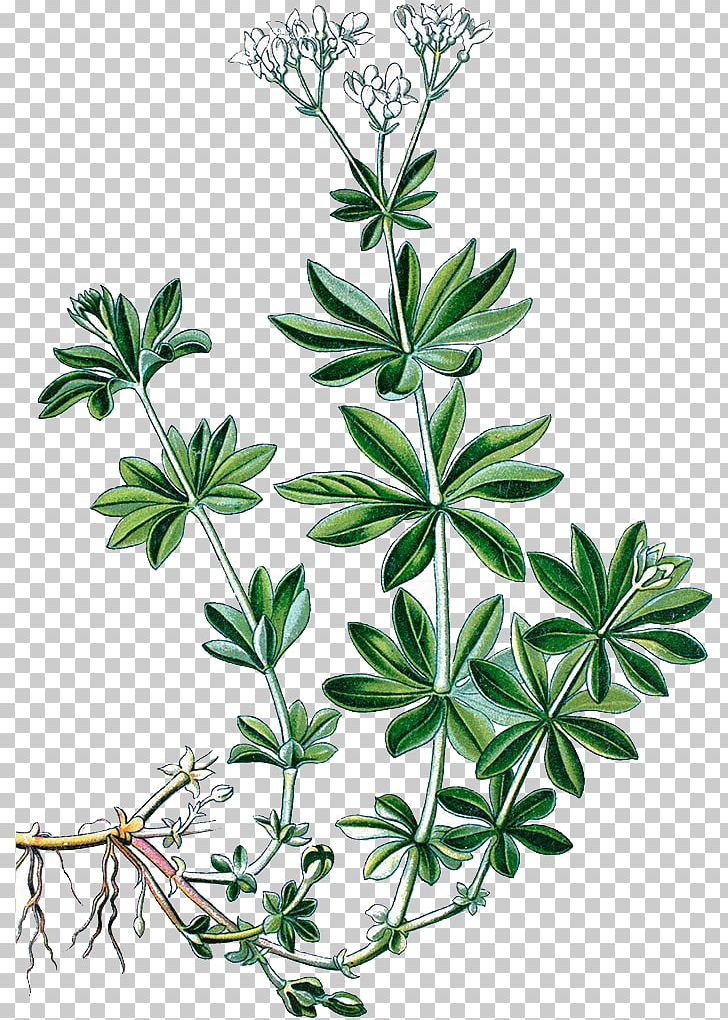 Sweetscented Bedstraw Heath Bedstraw Cleavers Galium Pumilum Galium Verum PNG, Clipart, Branch, Fall Leaves, Flower, Grass, Hand Free PNG Download