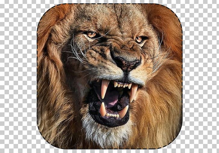 White Lion Tiger Roar Cat PNG, Clipart, Animal, Animals, Aslan, Big Cats, Canidae Free PNG Download