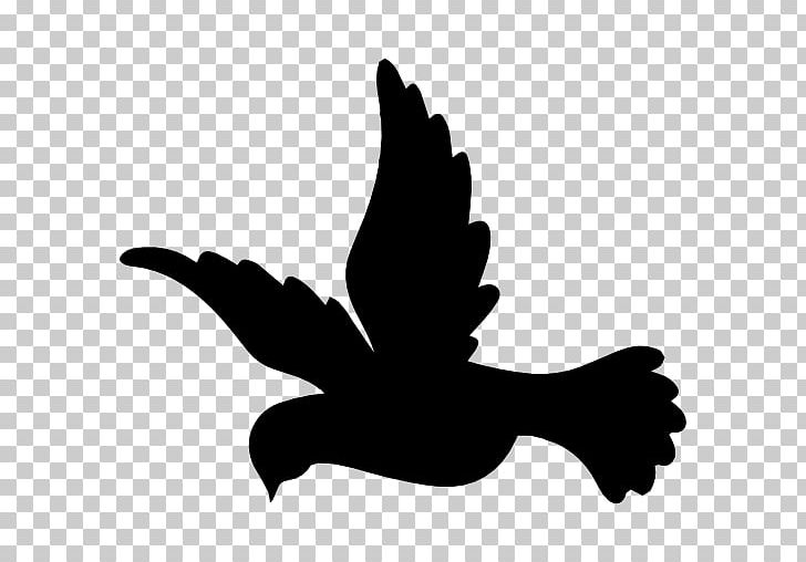 Bird Flight Columbidae Domestic Pigeon PNG, Clipart, Animals, Beak, Bird, Bird Flight, Black And White Free PNG Download
