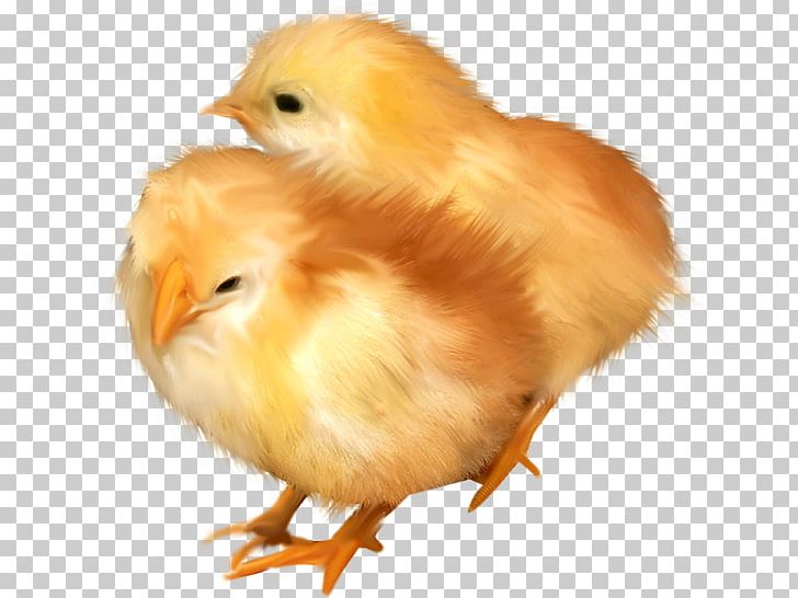 Chicken PNG, Clipart, Animal, Animals, Beak, Bird, Cartoon Free PNG Download