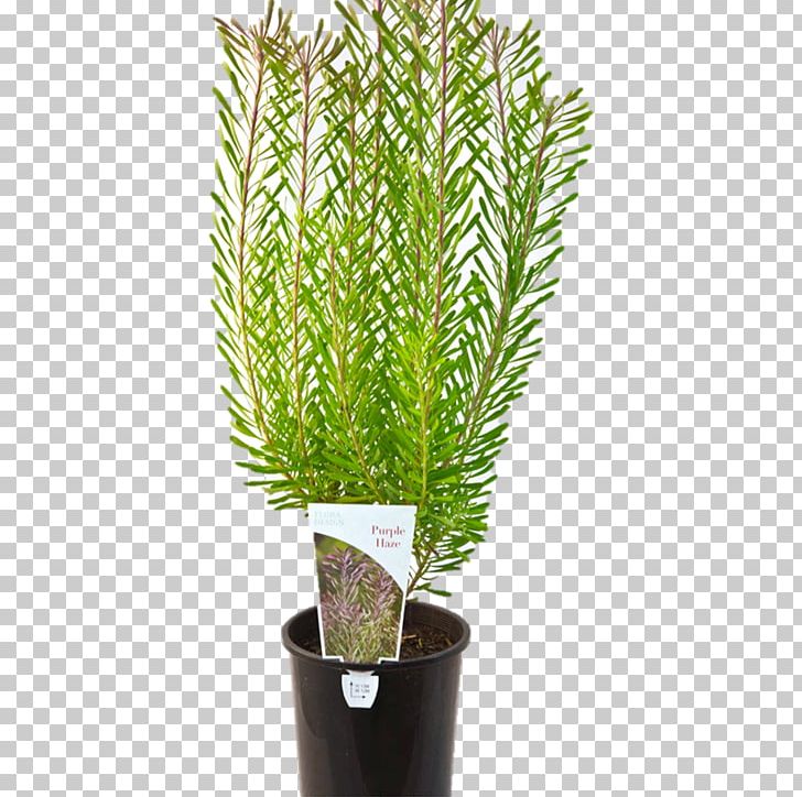 Flowerpot Tree Proteaflora Nursery PTY Ltd. Shrub Evergreen PNG, Clipart, Bunnings Warehouse, Evergreen, Family, Flowerpot, Grass Free PNG Download