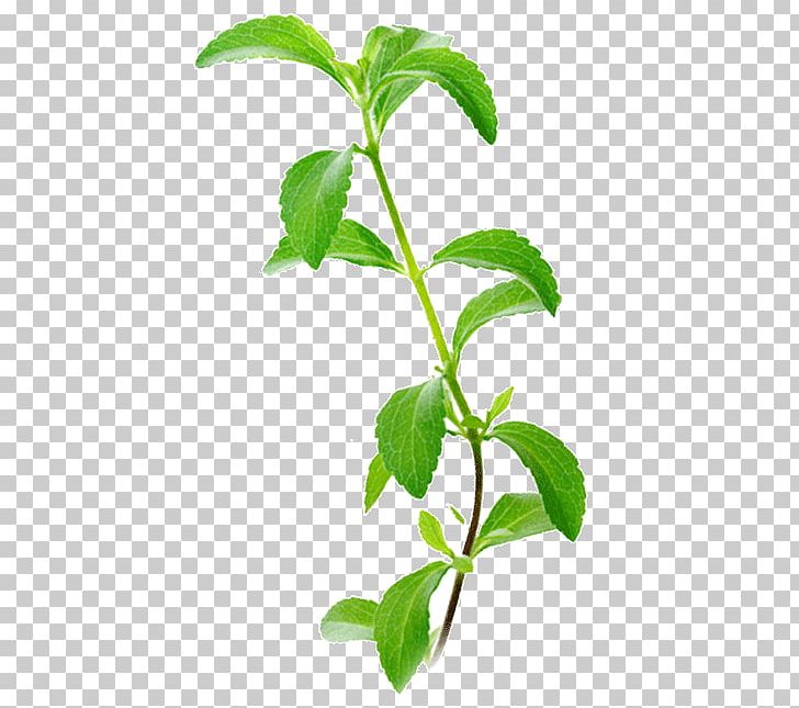 Stevia Candyleaf Sugar Substitute Plant Chlorophyll PNG, Clipart, Artificial, Chlorophyll, Diabetes Mellitus, Health, Herb Free PNG Download