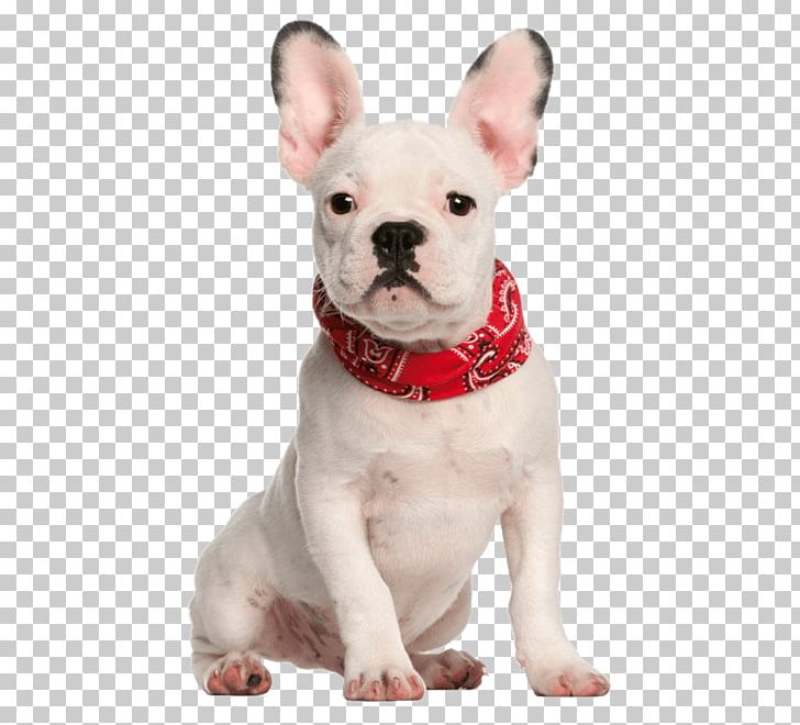 French Bulldog Puppy Stock Photography Bulldog Breeds PNG, Clipart, 4 Months, Animals, Breed, Bulldog, Carnivoran Free PNG Download
