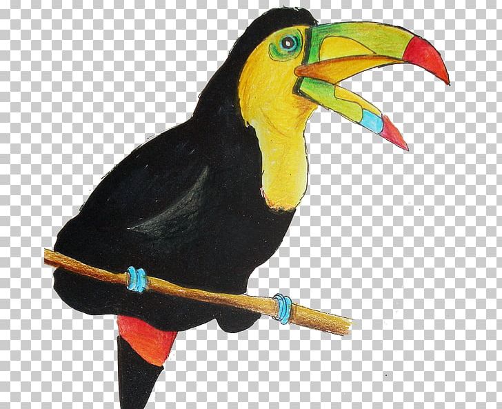 Keel-billed Toucan Parrot Beak PNG, Clipart, Animals, Beak, Bird, Crayon, Drawing Free PNG Download