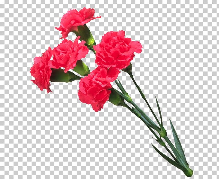 تهنئة Message YouTube PNG, Clipart, Artificial Flower, Carnation, Congratulations, Cut Flowers, Dianthus Free PNG Download