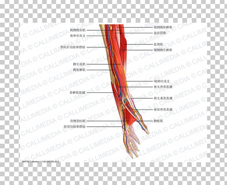 Nerve Forearm Muscle Anatomy PNG, Clipart, Anatomy, Angle, Arm, Artery, Finger Free PNG Download