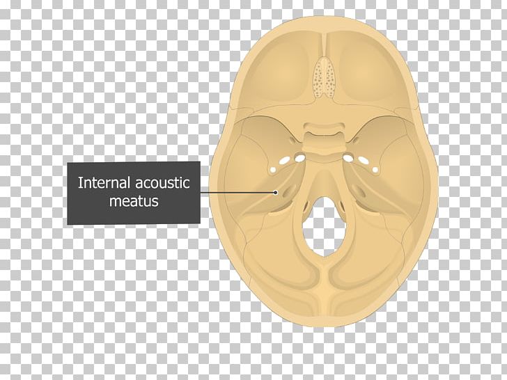 Petrous Part Of The Temporal Bone Internal Auditory Meatus PNG, Clipart, Acoustic, Anatomy, Auditory System, Base Of Skull, Basilar Artery Free PNG Download