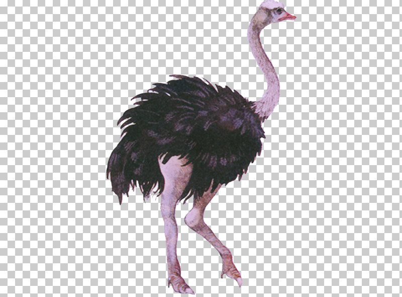 Feather PNG, Clipart, Beak, Bird, Cranelike Bird, Emu, Feather Free PNG Download
