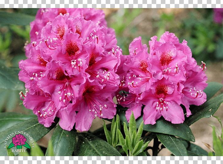 Azalea Rhododendron Annual Plant Herbaceous Plant PNG, Clipart, Annual Plant, Azalea, Ericales, Flower, Flowering Plant Free PNG Download