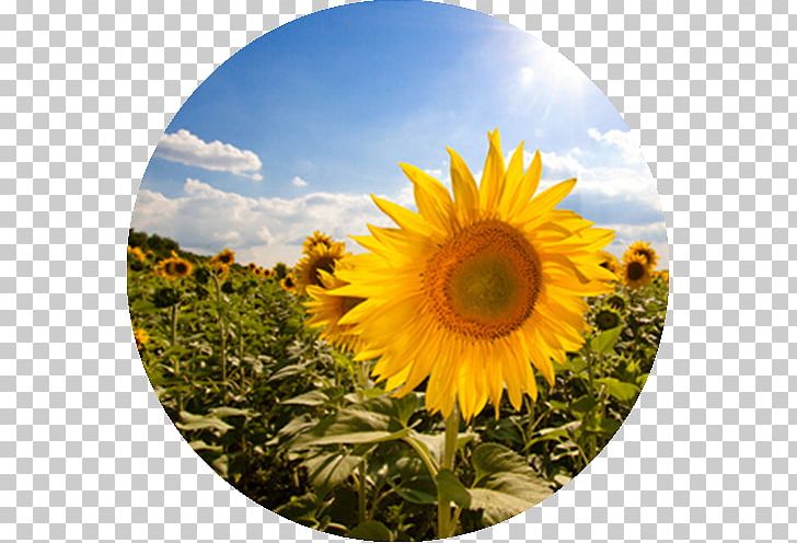 Common Sunflower Sunflower Seed Sunflower Oil HoriZen PNG, Clipart, Asterales, Common Sunflower, Cultivo, Daisy Family, Field Free PNG Download