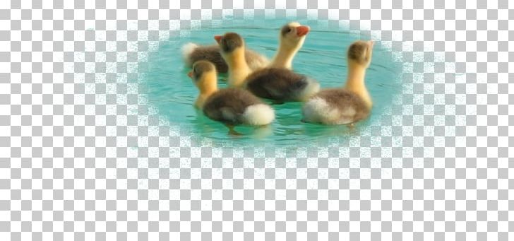 Duck PNG, Clipart, 1000000, Animal, Bird, Co Cou90fdu53ef, Designer Free PNG Download