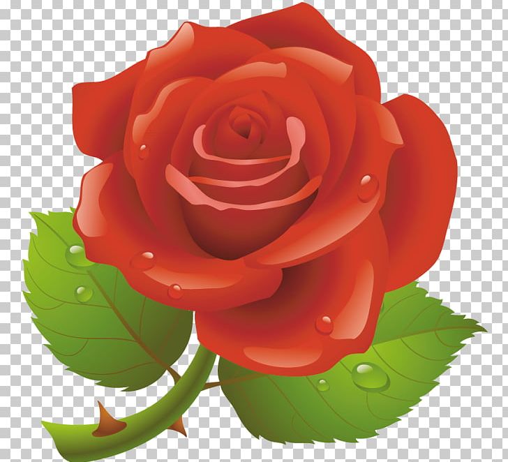 Open Black Rose Free Content PNG, Clipart, Black Rose, China Rose, Cut Flowers, Document, Download Free PNG Download